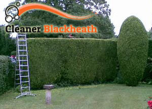 Hedge Maintenance Blackheath
